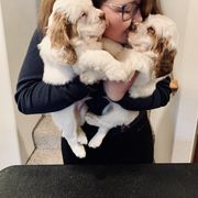 Clumber Spaniel Puppies from Rainsway Clumber Spaniels