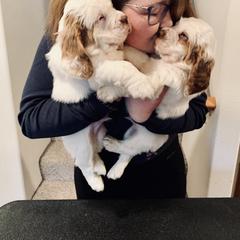 Clumber Spaniel Puppies from Rainsway Clumber Spaniels