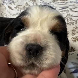 Ladybug - Black white and tan female English Springer Spaniel puppy in Coeur D'alene, Idaho from Springer Hollow