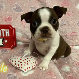 Boston Terrier Puppies from Heather's Boston Babies