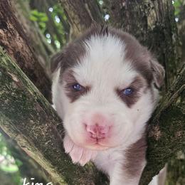 King - Brown and white male Siberian Husky puppy in Springfield, Massachusetts from 16acreshuskies