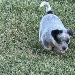 Boy 3 - Gray Collar - Blue male Australian Cattle Dog puppy in Nevada, Missouri from Back Road Dog Company, LLC