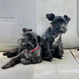 Miniature Schnauzer Puppies from Winona Schnauzers