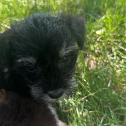 Girl 1 - Black female Miniature Schnauzer puppy in West Point, Nebraska from Canyon Rose Schnauzers