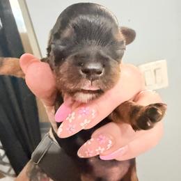 Dawson - Black and tan male Cavalier King Charles Spaniel puppy in Spring Hill, Florida from Wonderland Cavaliers