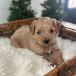 Tinker Bell - Gold female Bordoodle puppy in Valley Center, California from Circle R Valley Bordoodls