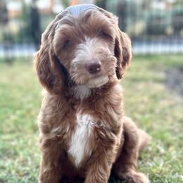Cider - Red  female Goldendoodle puppy in Arlington, Texas from Kel's Tails Poodles & Doodles