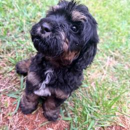 Grumpy with training - Phantom male Bernedoodle puppy in Boonville, North Carolina from Doods & Dolls