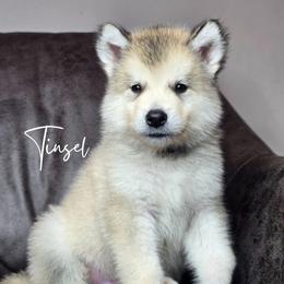 Tinsel - Sable and white male Alaskan Malamute puppy in Brookwood, Alabama from Sunset Malamutes