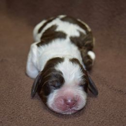 Manicotti - Liver white and tan male English Springer Spaniel puppy in Chapmansboro, Tennessee from Balthrop Bend Farms