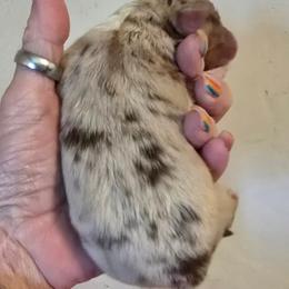 Sinclair - Red merle female Miniature Australian Shepherd puppy in Orrtanna, Pennsylvania from Mountain Top Shepherd's