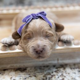 Assorted Doodle Crosses, Aussiedoodle, Golden Aussiedoodle, Goldendoodle, and Sheepadoodle Puppies from Goldendoodledoo Farms