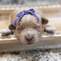 Assorted Doodle Crosses, Aussiedoodle, Golden Aussiedoodle, Goldendoodle, and Sheepadoodle Puppies from Goldendoodledoo Farms