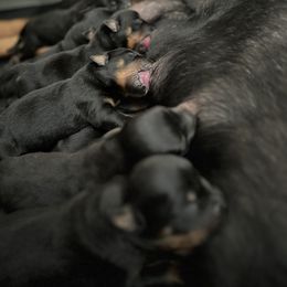 Girl 2 - Black and mahogany Rottweiler puppy in Talbott, Tennessee from Exodus Rottweilers