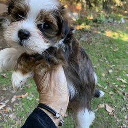 Havanese Puppies from Peace Love Havanese