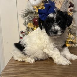 Luna - Black & white female Maltipoo puppy in Berea, Kentucky from Blair’s Furry Friends