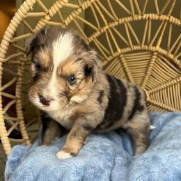 Hudson - Blue merle male Australian Shepherd puppy in Grants Pass, Oregon from Carmel Mountain Aussies
