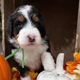 Oakley - Tri-color male Bernedoodle puppy in Gilbert, Arizona from The Berne Barn... it’s a Doodle thing!