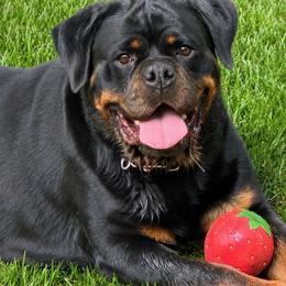 Zoe - Rottweiler