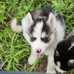 Siberian Husky Puppies from Tundra Storm Siberians