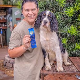 Boykin Spaniel and English Springer Spaniel Puppies from 31 Pines Springers & Retrievers