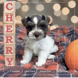 Cherry - Parti female Miniature Schnauzer puppy in Pendleton, South Carolina from Lap Happy Schnauzers