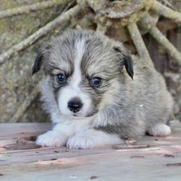 Mary - Sable female Pembroke Welsh Corgi puppy in Valley, Washington from Corgis of the Mountain Valley