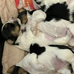 Yorkshire Terriers from NNYYorkies