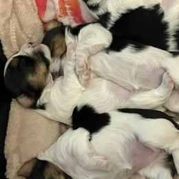 Yorkshire Terriers from NNYYorkies