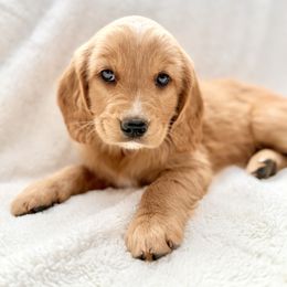 Companion Cross Puppies from Happy Tails Mini Goldens
