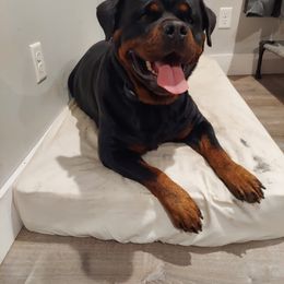 Rottweiler Puppies from White Haus Rottweilers