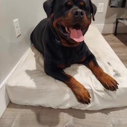 Rottweiler Puppies from White Haus Rottweilers