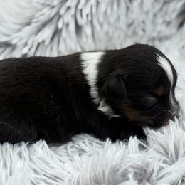 Trixie - Black tri female Toy Australian Shepherd puppy in Ambrose, Georgia from Brandilyn's Aussies
