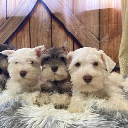 Miniature Schnauzer Puppies from Nana Rees Pups