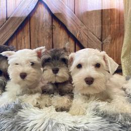 Miniature Schnauzer Puppies from Nana Rees Pups