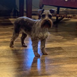 Ellie - Miniature Schnauzer