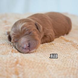 Jill - Red female Cavapoo puppy in Nampa, Idaho from Heart Mountain Cavaliers & Floating Feathers Kennel