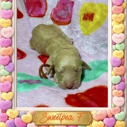 Sweetpea - Cream female Goldendoodle puppy in Simpsonville, South Carolina from D & D Golden Doodles, LLC