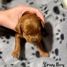 Goldendoodle Puppies from Mini Goldendoodles