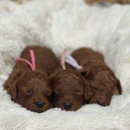 Goldendoodle Puppies from Daisy Doodles