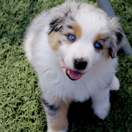 Australian Shepherd Puppies from Tru Blu Aussies