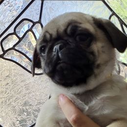 Girl 2 - Fawn Pug puppy in Heidelberg, Mississippi from Pugs of Blackfoot