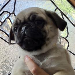 Girl 2 - Fawn Pug puppy in Heidelberg, Mississippi from Pugs of Blackfoot