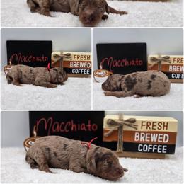 Macchiato - Merle male Goldendoodle puppy in Summerville, South Carolina from Channys Doodles