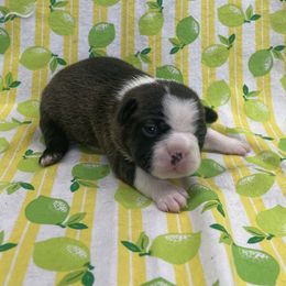 Olive - Brindle and white female Boston Terrier puppy in Fillmore, Illinois from Wind Hill Puppies