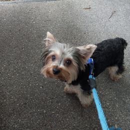 Yorkshire Terriers from Peggy Brunner's Yorkshire Terriers