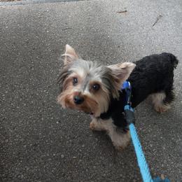 Yorkshire Terriers from Peggy Brunner's Yorkshire Terriers