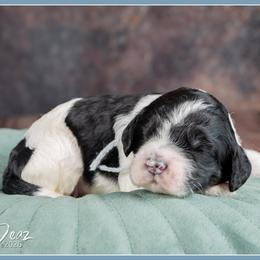 Zira - Black and white female Cockapoo puppy in Connersville, Indiana from Deaz Doodle Ranch