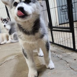 Siberian Husky Puppies from Spirit of the Moon Siberians