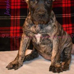 Perro de Presa Canario Puppies from Mesquite Creek Kennels